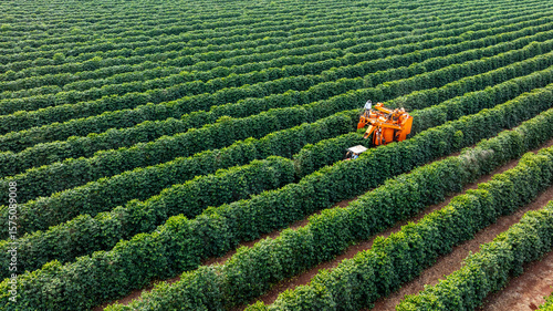 Tractor and harvester in coffee plantation