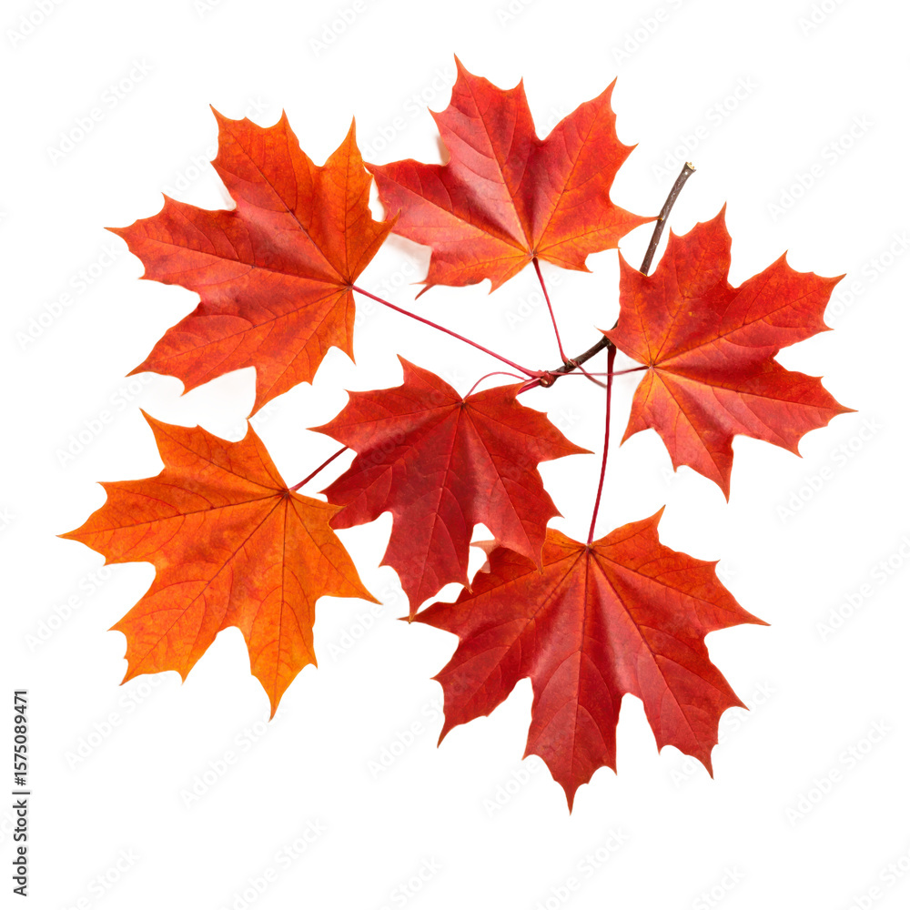 Vibrant Red And Orange Maple Leaves Displayed On Stem Against Transparent Background Vibrant Red And Orange Maple Leaves Displayed On Stem Against Transparent Background