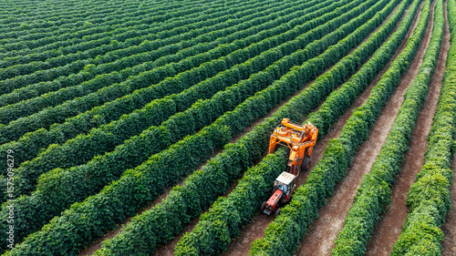 Tractor and harvester in coffee plantation