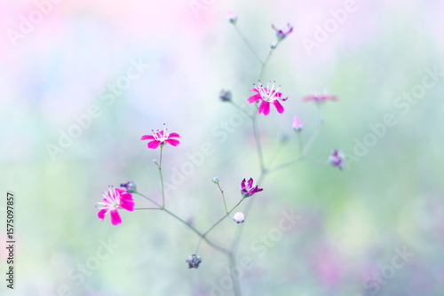 パステル調の淡い色彩の花の風景