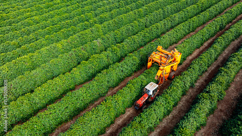 Tractor and harvester in coffee plantation