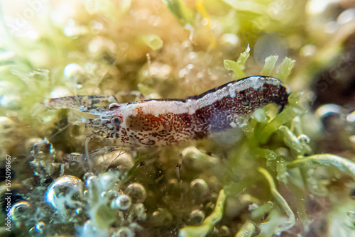 Hooded shrimp - (Athanas nitescens), underwater macro photography 