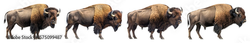 Four bison are depicted from the side against a transparent background with varying poses