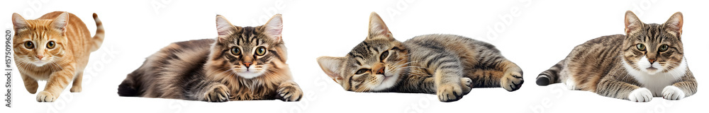 Obraz premium Four cats on transparent background one orange tabby walking two tabby cats lying down one tabby and white cat lying down