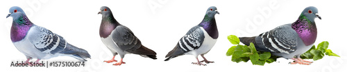 Four pigeons standing on transparent background some with greenery