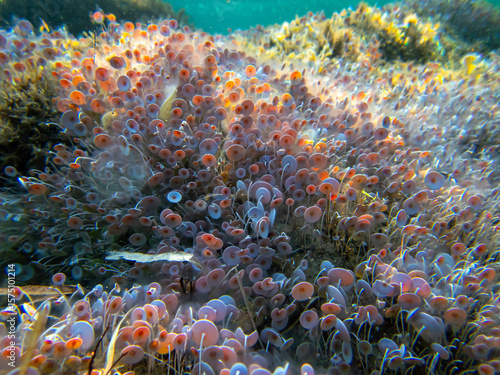 Acetabularia mediterranea - The Mediterranean sea algae