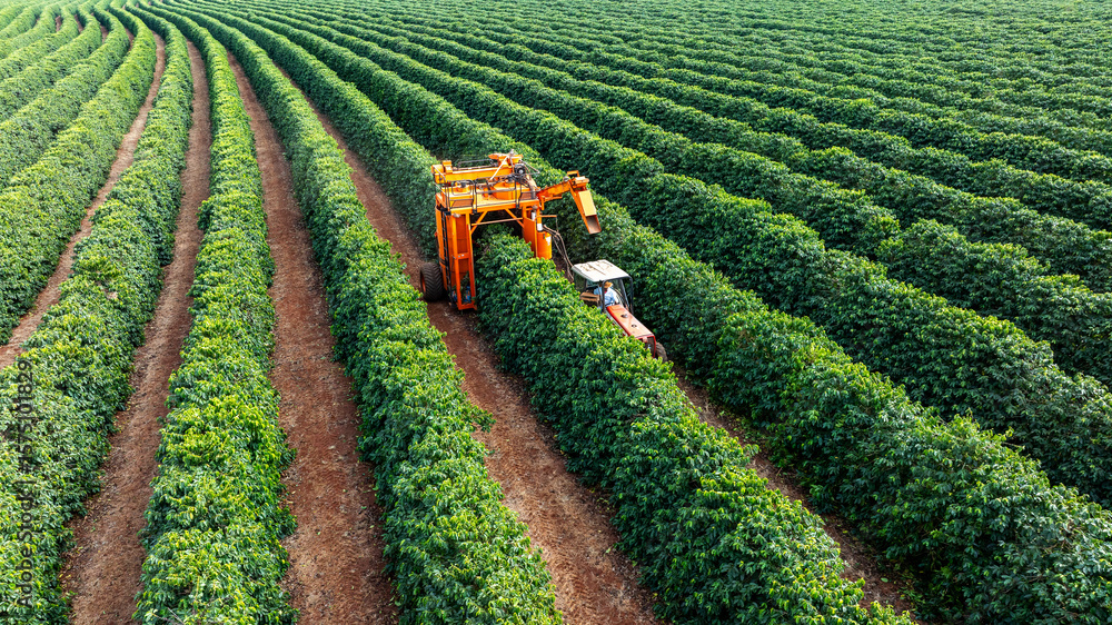 Fototapeta premium Tractor and harvester in coffee plantation