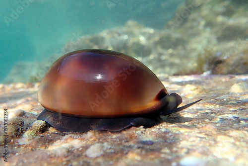 Corwy sea snail - Luria lurida 