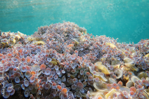 Acetabularia mediterranea - The Mediterranean sea algae