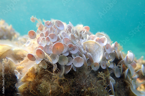 Obraz na plátně Acetabularia mediterranea - The Mediterranean sea algae