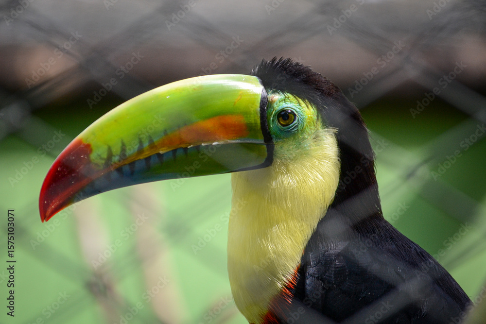 Naklejka premium tucán-Ramphastos sulfuratus