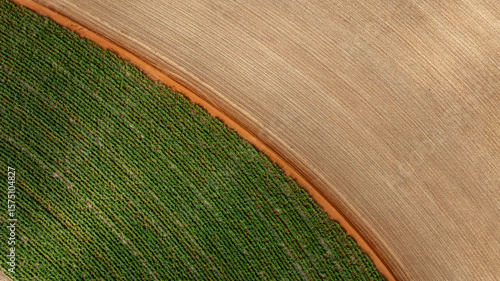 sugarcane field, part already harvested and part with plants