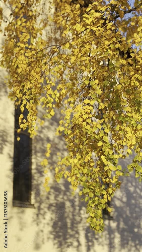 yellow autumn leaves yellow autumn leaves