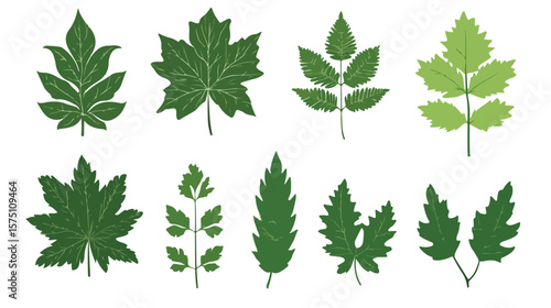 Professional Leaf Clip Art Isolated on White Background