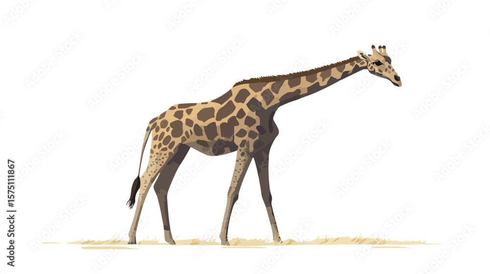 Naklejka premium Majestic mature giraffe in the African savannah showcasing long neck