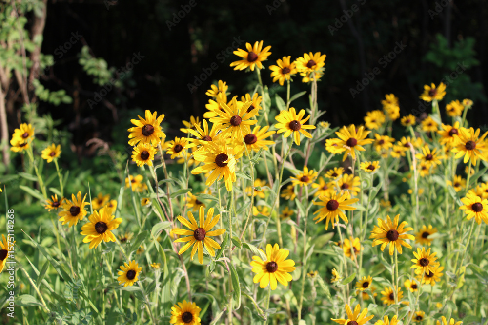 Obraz premium Many black-eyed Susans in bright sun at Dam Number 4 Woods in Park Ridge, Illinois