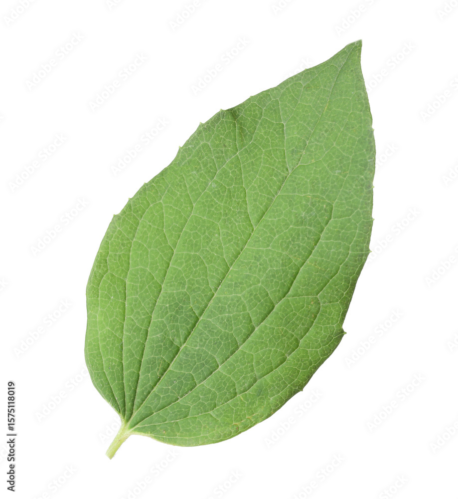 Obraz premium One green jasmine leaf isolated on white