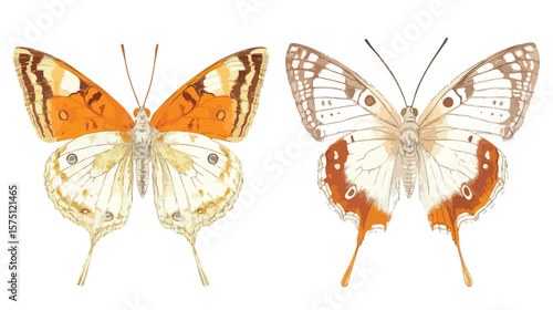 Detailed Macro Shot of Butterfly on White Background