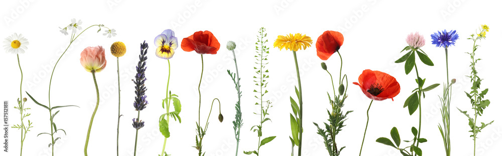 Obraz premium Wildflowers on white background, set. Different blooming plants