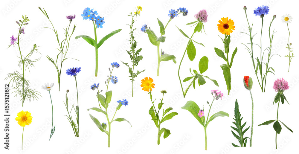 custom made wallpaper toronto digitalWildflowers on white background, set. Different blooming plants