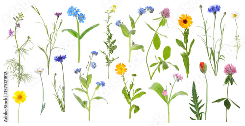 Wallpaper Mural Wildflowers on white background, set. Different blooming plants Torontodigital.ca