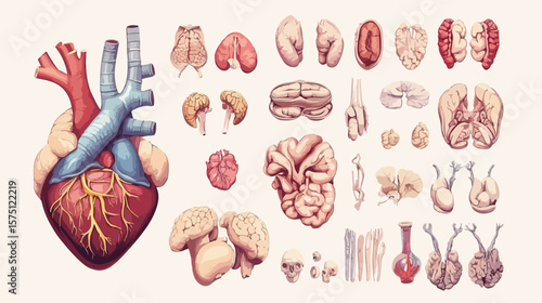 Cartoon Human Heart Anatomy Organ Design
