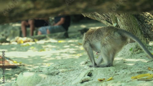 A monkey walks on the beach sand and peeks at tourists.