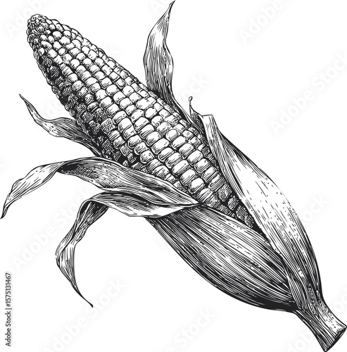 Detailed black and white illustration of an ear of corn with husk exposed