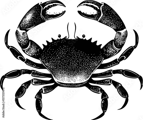 Black and white illustration of a crab with raised claws, vector drawing