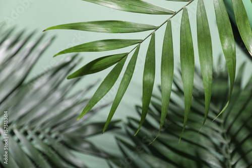 Beautiful tropical leaves o...