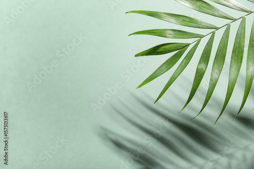Tropical palm leaf with sha...