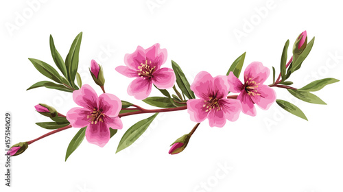 Realistic Waxflower Vector Illustration for Design Projects