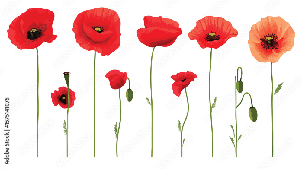 Obraz premium Vibrant Red Poppy Flower Vector Illustration Collection