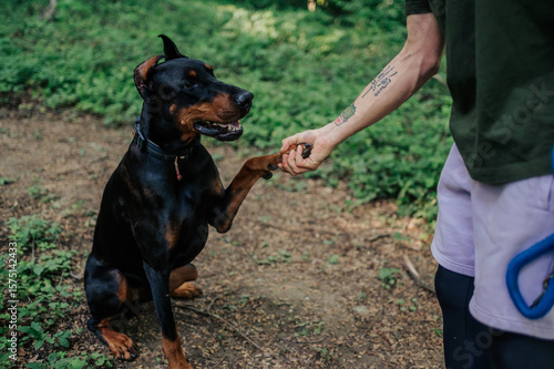 Papier peint Doberman pinscher shaking hand with its owner in a forest