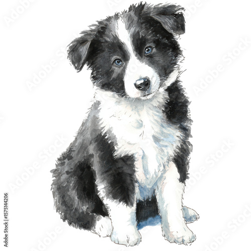 Black and white puppy dog sitting with blue eyes, adorable and fluffy pet animal illustration