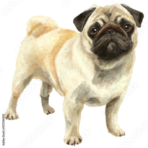 Pug dog with fawn coat and black face stands alert with expressive eyes and curled tail in detailed watercolor style