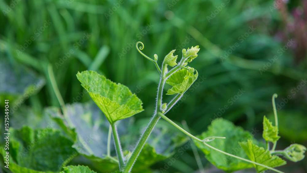 Young green leaves of a zucchini plant on a background of green grass Young green leaves of a zucchini plant on a background of green grass