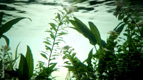 Underwater Aquarium Plants Lush Growth and Light