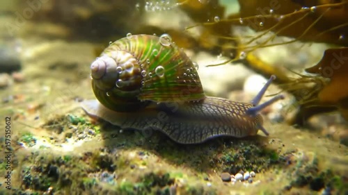 Vibrant Green Snail Crawls Underwater Rock