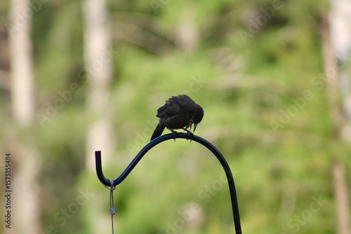 Bird on a Perch