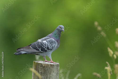Pidgeon