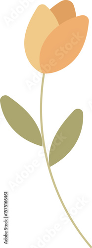 Tulip flower illustration.