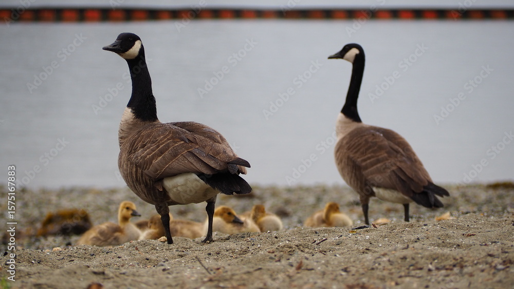Obraz premium Barnet Marine Park, BC, CANADA