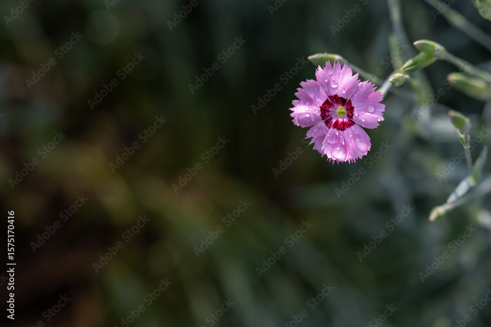 custom made wallpaper toronto digitalSmall pink carnation flower outdoors in the garden, close-up.