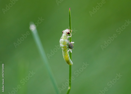 Green lacewing preparing to molt