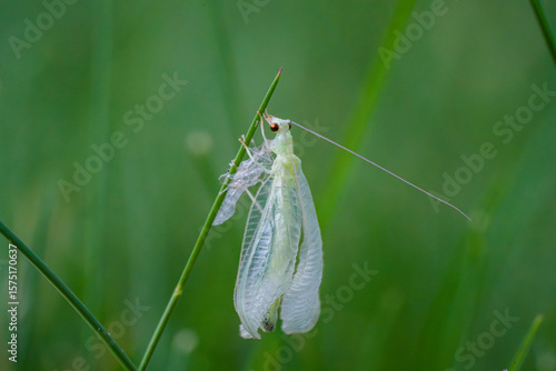 Green lacewing drying wings after molting