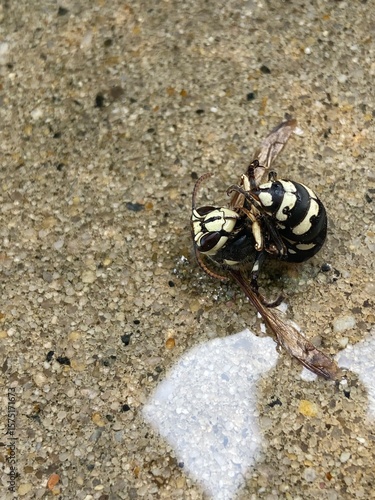 Exterminated Bald Faced Hornet 