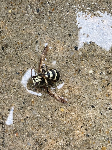 Dead Bald Faced Hornet 