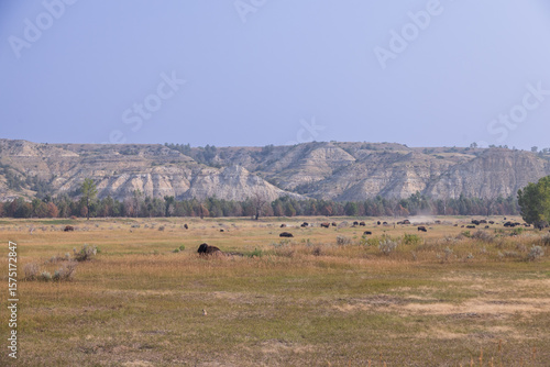 Bison herd at Theodore Roosevelt National Park, South Unit, North Dakota, USA