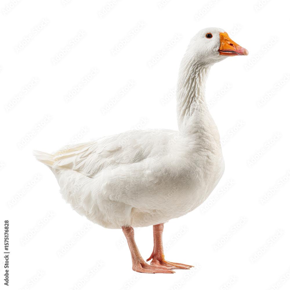 White Domestic Goose Photo Stock PNG Transparent White Domestic Goose Photo Stock PNG Transparent